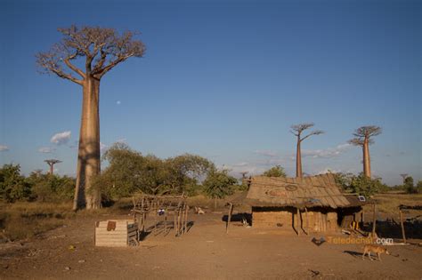 Allée Des Baobabs Madagascar Voyage