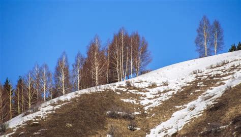 Aspen Trees In Winter Stock Photo Image Of Alpine Birch 66789474