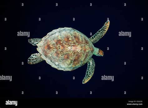 Green Sea Turtle Chelonia Mydas Baa Atoll Indian Ocean Maldives