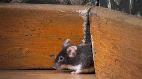 Even though a towerful of mice is relatively short in comparison to other quests, its events are nevertheless impactful on the (also, before we begin, it's important to note that, while this isn't a strategy guide or walkthrough of the quest, this article contains spoilers regarding a towerful of mice. Mice Prevention - Learn How a Mouse Enters a House