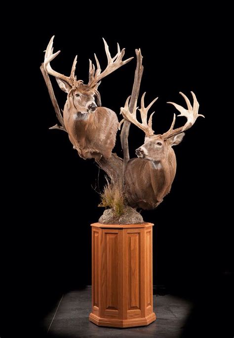 Double Whitetail Mount Deer Mount Ideas Deer Mounts Taxidermy Display