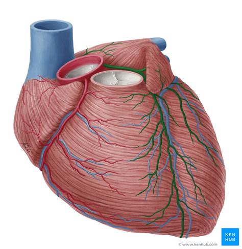 Coronary Vein Anatomy