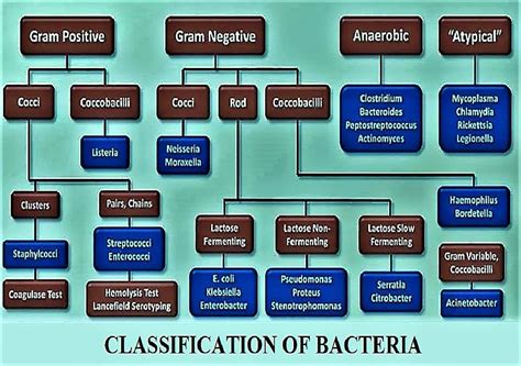 A Detailed Classification Of Bacteria Bacteriology Notes