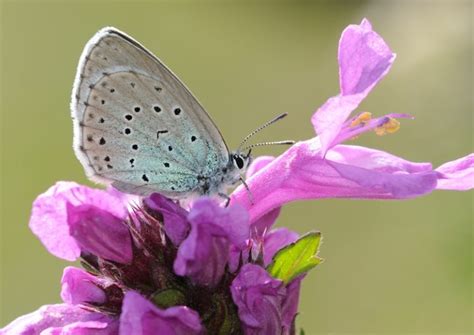 Large Blue Butterflies Reintroduced In Uk