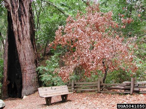 Sudden Oak Death Phytophthora Ramorum