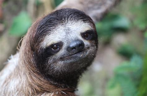 This Is The Welp Face Of A Sloth That Just Got Caught In A Sex Scandal Rsloths