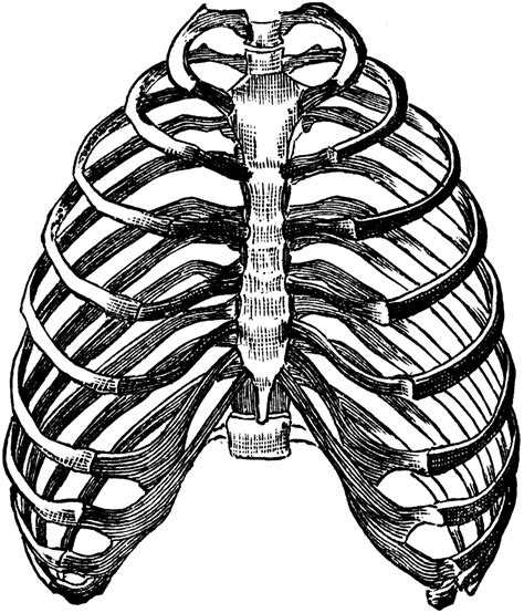 Rib Cage Anatomy Drawing Rib Cage Stock Illustrations Rib Cage The Best Porn Website