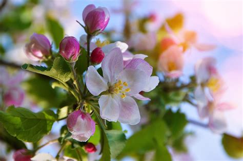 Apple Blossom Wallpaper 62 Pictures