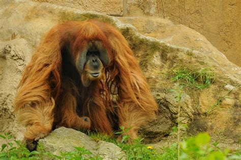Kostenlose Foto Tier Tierwelt Zoo Säugetier Mähne Fauna Primas