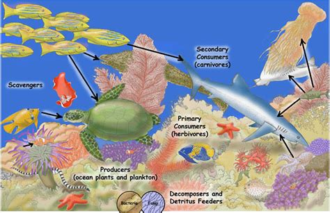 Food Web About The Coral Reef