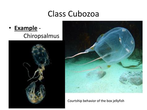 Ppt Taxonomy Of Cnidaria Powerpoint Presentation Free Download Id