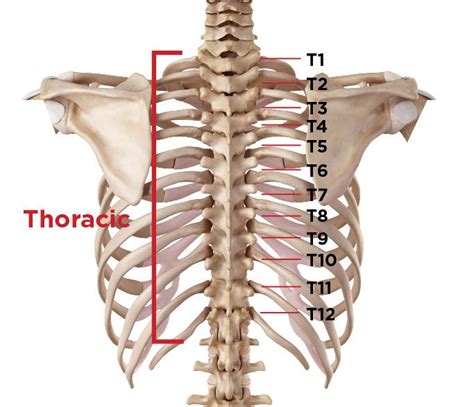 조셉 후베르트 필라테스 척추뼈는 몇 개인가요 네이버 블로그