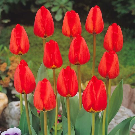 BULBi Bulbes De Tulipes APELDOORN Rouge 25x Bulbes Les Tulipes