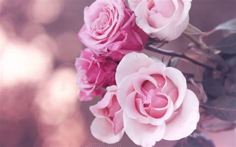 Fleur Fonds Décran 1920x1200 Id 292283 Pink Roses Rose Flower