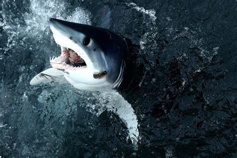 dramatic video depicts moment mako shark sinks teeth into boat hull trendingquicktvnews