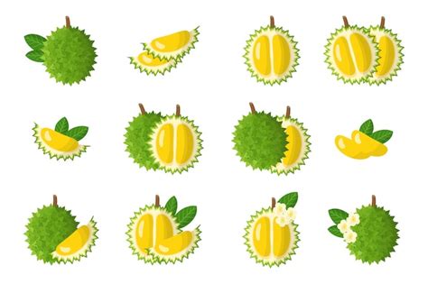 Premium Vector Set Of Cartoon Illustrations With Durian Exotic Fruits