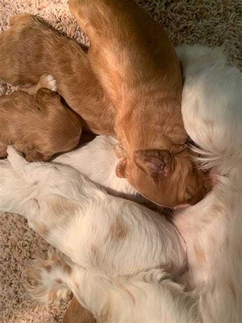 Find puppies for sale in waseca, minnesota! Puppies for Sale, Red and White Parti Color, Cockapoos ...