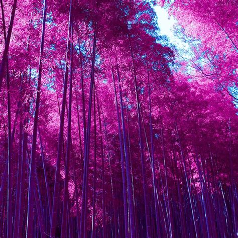 Wonderful Pink Forest Nature Is Beautiful All Year