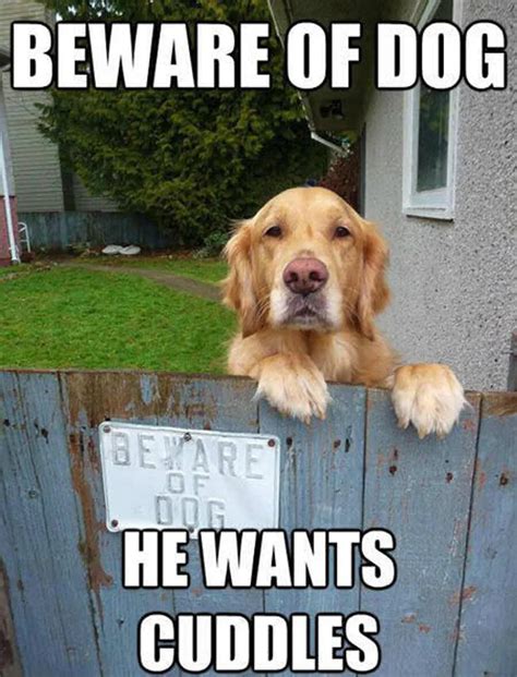 12 Best Golden Retriever Memes Golden Retriever Funny Dog Memes