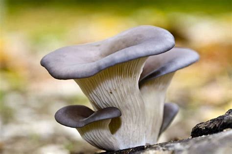 12 Common Mushrooms In Minnesota Star Mushroom Farms