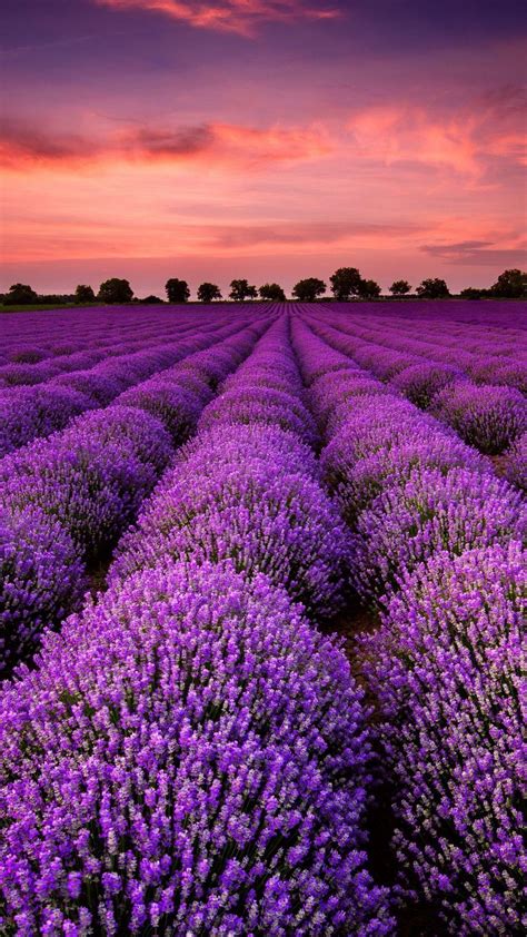Lavender Iphone Wallpapers Top Free Lavender Iphone Backgrounds