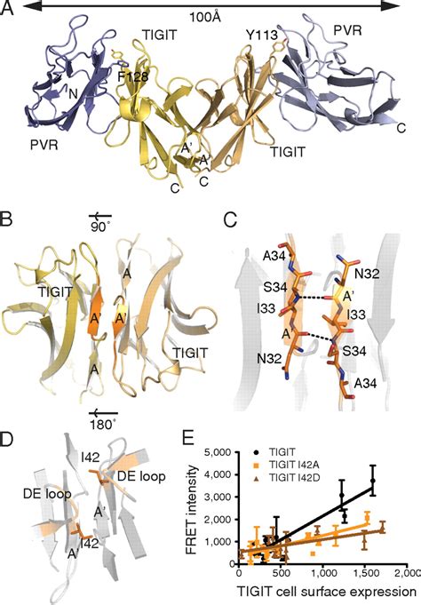 Structure Of Tigit Immunoreceptor Bound To Poliovirus Receptor Reveals