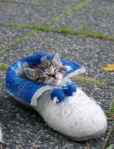15 Really Cute Kittens Kitty Bloger