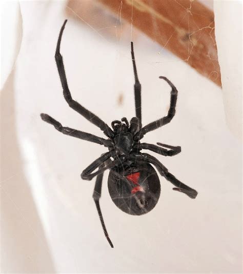 Like most spiders, the black widow preys on insects. Dangerous Black Widow Spider Pictures - We Need Fun