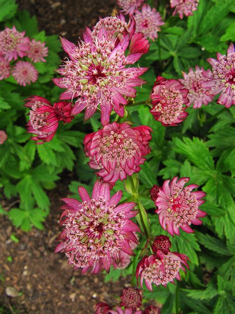 Astrantia Major Red Plant With Purpose
