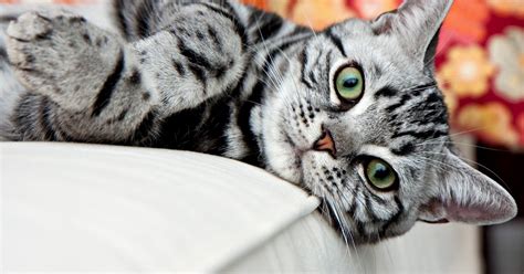 Grey Striped Cat Breeds Laura Williams