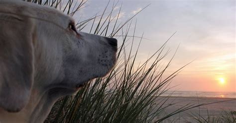 Discover a vacation rental that matches your criteria among the 22,330 welcoming accommodations from more than 30 partner websites in oregon. My Buddy boy at the Oregon Coast | Pet friendly vacation ...