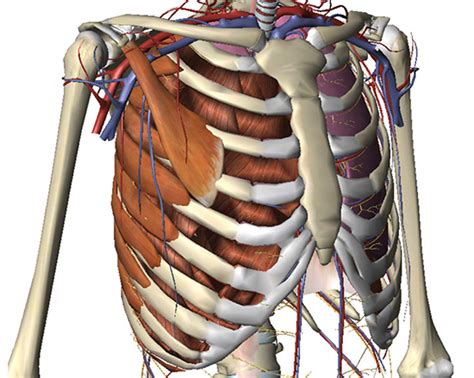 Conditions affecting the ribcage include Muscles Under Rib Cage In Front : Respiratory Dysfunction ...