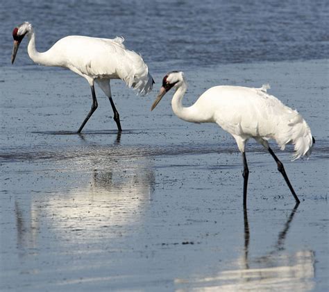 32 Whooping Crane Chicks Expected To Fly To Texas