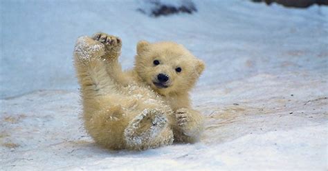 Photos Of Adorable Baby Polar Bears Celebrating
