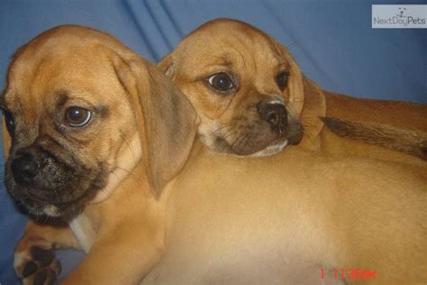 He will be going for the 2nd round of shots 2 weeks from now. Puggle puppy for sale near Long Island, New York ...