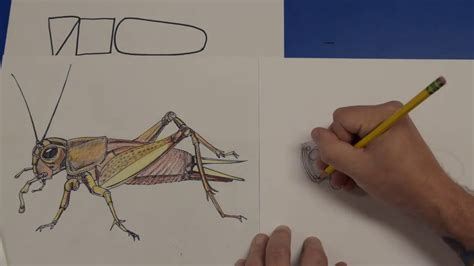 Drawing A Cricket Youtube