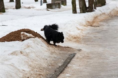 Premium Photo Black Dog Pissing In The Snow In Winter