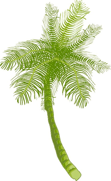 Beach Coconut Tree Transparent Free Png Png Play