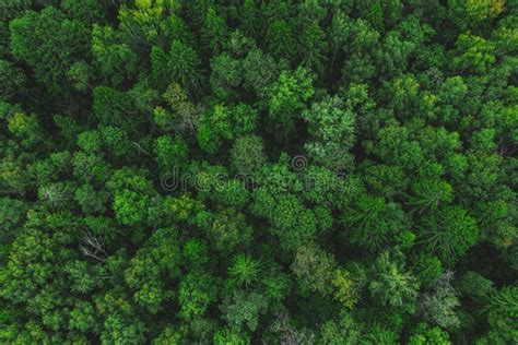 Aerial View Of The Beautiful Green Forest Forest Texture Top View