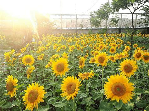 Pemilihan lokasi untuk bunga lobelia sebaiknya ditaruh di tempat yang mendapatkan cahaya matahari secara penuh. 5 Kebun Bunga Matahari Paling Indah di Indonesia, Cantik Banget!