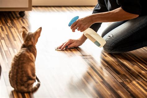 An early warning sign that your cat may start pooping outside its box: Why is Your Cat Pooping Outside the Litter Box - The Daily Cat