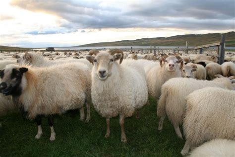 The Icelandic Sheep