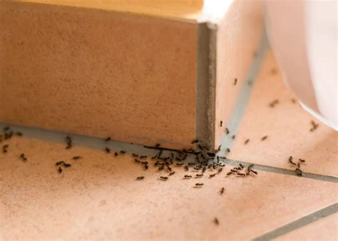 How To Prevent An Ant Infestation Anteater Exterminating Inc