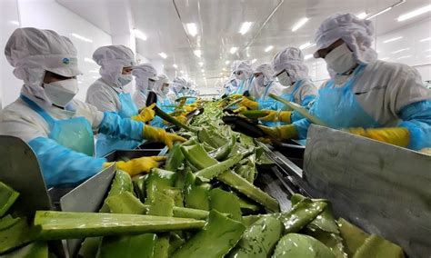 Gc Food Vươn Lên Tốp đầu ở Mảng Chế Biến Thực Phẩm