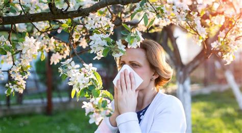 Combate La Alergia Conociendo Los Niveles De Polen Gracias Al Móvil