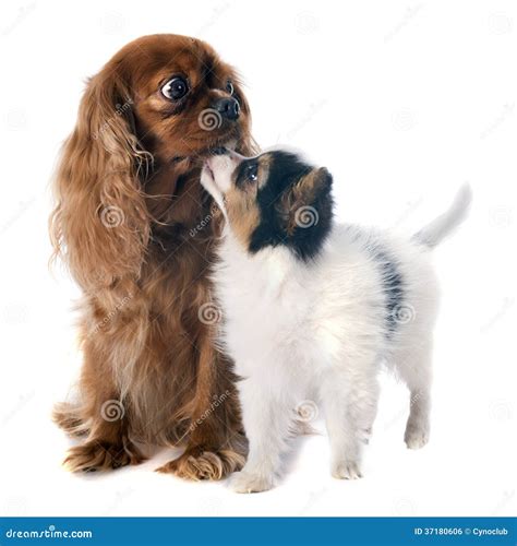 Papillon Puppy And Cavalier King Charles Stock Photo Image Of Hair