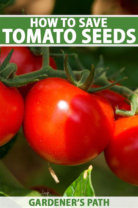 How To Collect And Save Tomato Seeds For Planting