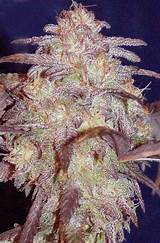 Marijuana G Images