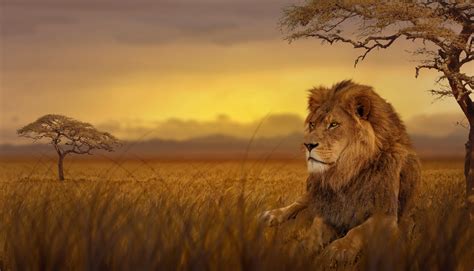 1920x1080 Lion Forest 5k Laptop Full Hd 1080p Hd 4k Wallpapers Images