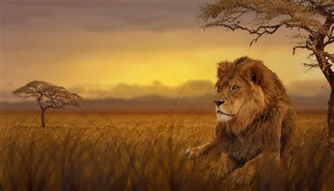 WallpaperSquad.NET | Animal wallpapers Explore and download tons of high quality 1920x1080 wallpapers all for free!